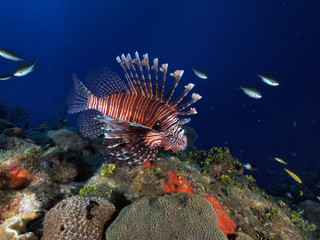 Lionfish (Grand Cayman)