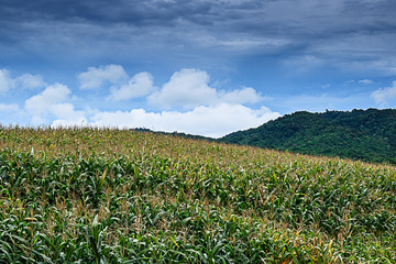 Fototapeta na wymiar Corn farm on mountain