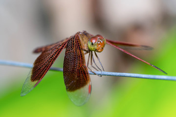 Red-veined darter dragonfly (Sympetrum fonscolombii) doing tightrope walking