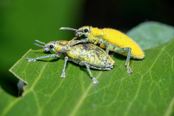 Loving Gold Dust Weevil (Hypomeces squamosus, Curculionidae)
Male one (with gold pubescence) look prettier than the female.