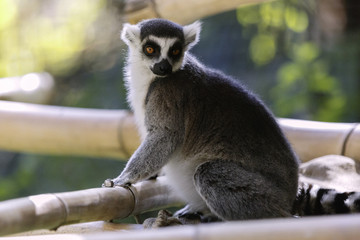 Lemur