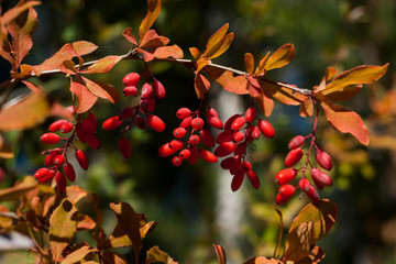 Berberis vulgaris ripe berries