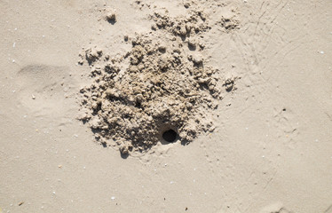 A crabs holes on beach sand
