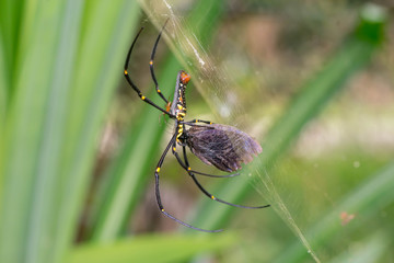 Giant Golden Orb Weaver Spider (Nephilia Pelipes) Eating a Butterfly