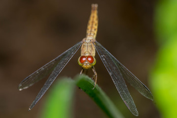Yellow-winged Darter Dragonfly (Sympetrum flaveolum) resting on a leaf