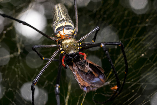 Giant Golden Orb Weaver Spider (Nephilia Pelipes) Eating a Butterfly