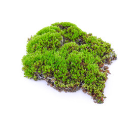 Obraz premium green moss isolated on white