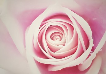 Close up to center of pink rose with sweet tone and soft focus