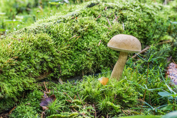Bitter bolete or Bitter tylopilus (Tylopilus felleus) in green