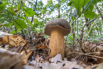 Dark cep or bronze bolete (Boletus aereus) an oak forest