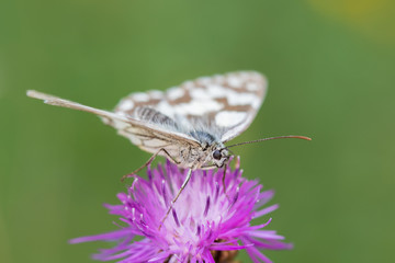 Butterfly marbled white resting on thistle