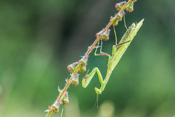 Green Mantis religiosa - common name praying mantis