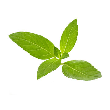 peppermint on a white background