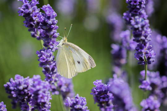 Large White (Pieris brassicae) on the lavender in summer
