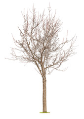 Fototapeta na wymiar Young tree with buds