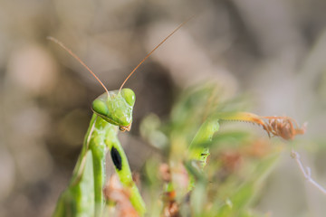 Naklejka premium Detail of a head of Mantis religiosa - common name praying manti