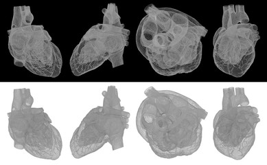 3d rendered medical illustration of a human heart