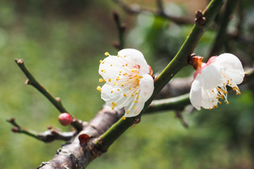 Wild Himalayan Cherry, flowers