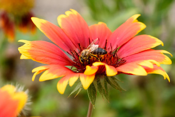Biene auf einer Kokardenblume