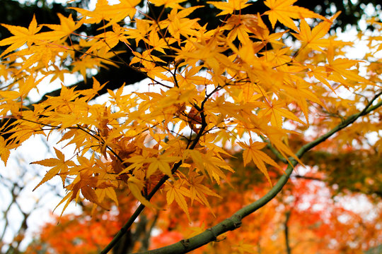 紅葉-autumnal tints-