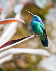 Resting Hummingbird