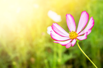 Close up of cosmos flower