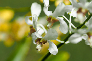 orchid flowers