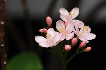 Pink Jatropha integerrima flower, Peregrina or Spicy Jatropha