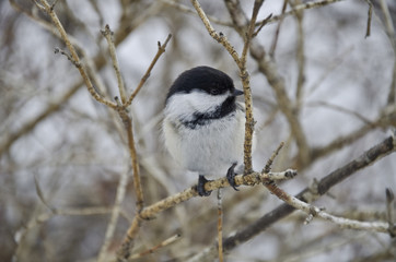 Chickadee on a branch