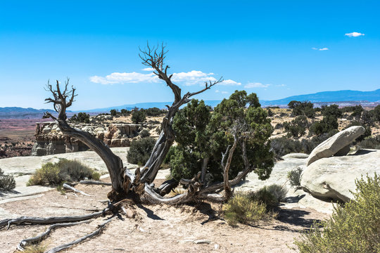 Dead Tree In San Rafael Swell, Utah
