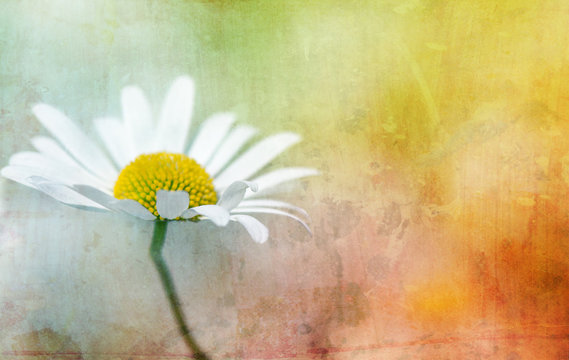 watercolour daisy