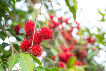 Rambutan tree