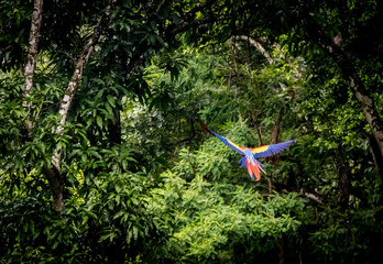 Naklejka premium Scarlet Macaw Flying - Copan, Honduras