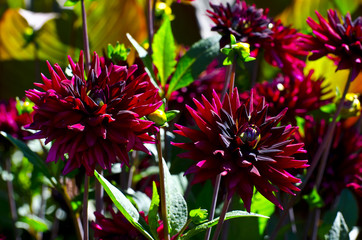 Burgundy flowers