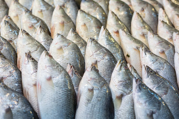 Seabass seafood raw material