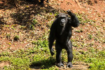 Chimpanzee animal relaxing