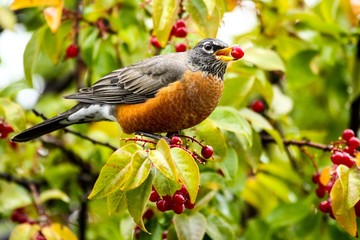 American robin