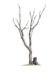 Old  Tree on white background