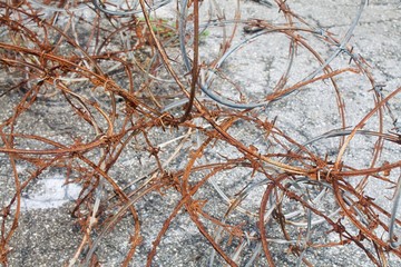 BarbWire3