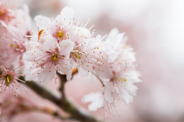 Cherry blossom, sakura flower