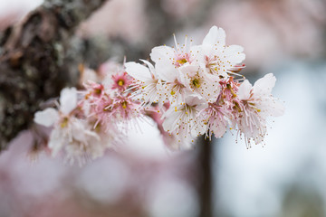 Obraz premium .Cherry blossom, sakura flower