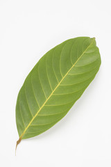 rambutan leaf on white background