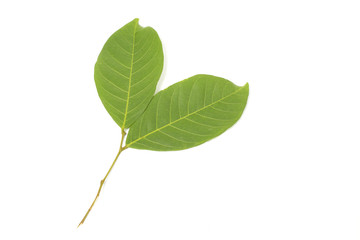  Rambutan leaf on white background