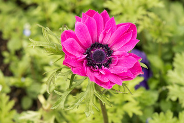 Anemone pink bright