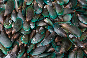 Mussels shell seafood raw material background