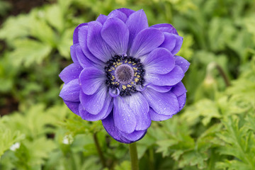 Anemone purple blue