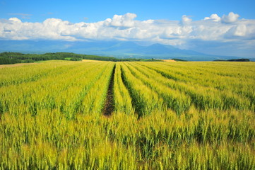 Cultivated Lands at Countryside of Hokkaido, Japan