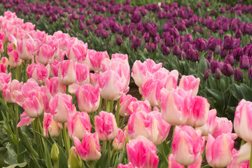 Tulips field of pink