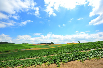 Fototapeta na wymiar Green Fields in Biei, Hokkaido, Japan