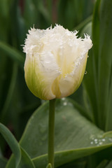 Tulip white fringed